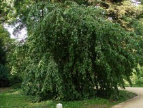 Leszczyna pospolita - Pendula